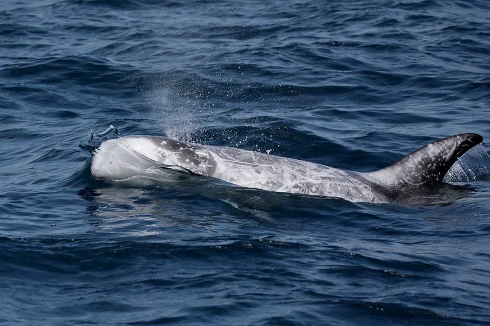 Dolphin Pushing Wave