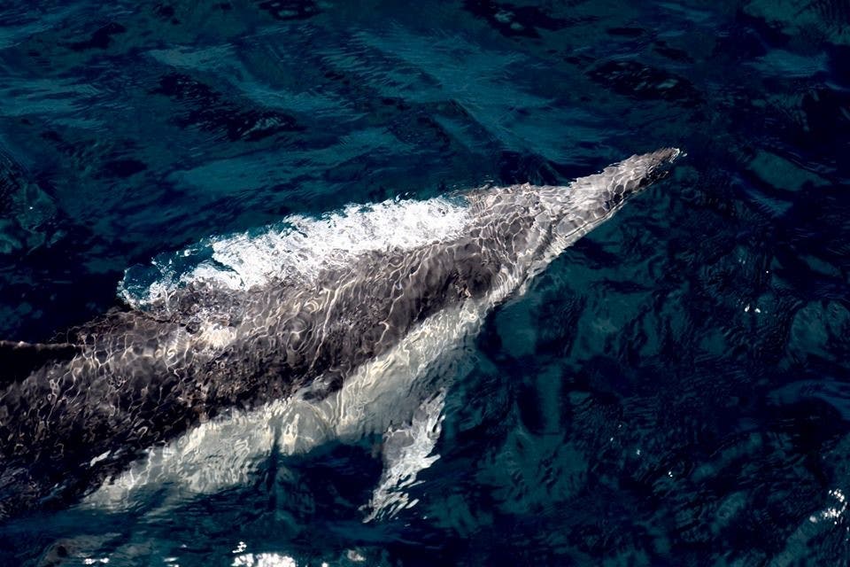 Swimmer Dolphin 