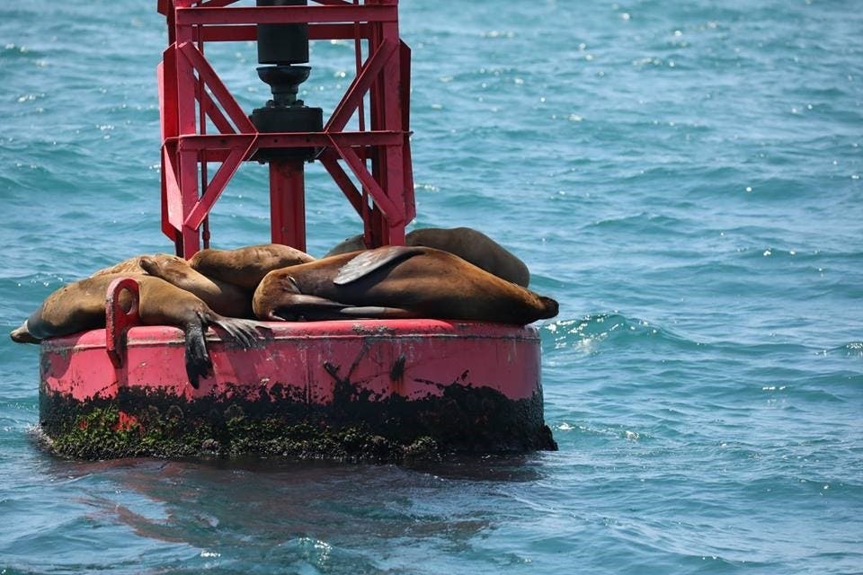 Sea Lion Resting