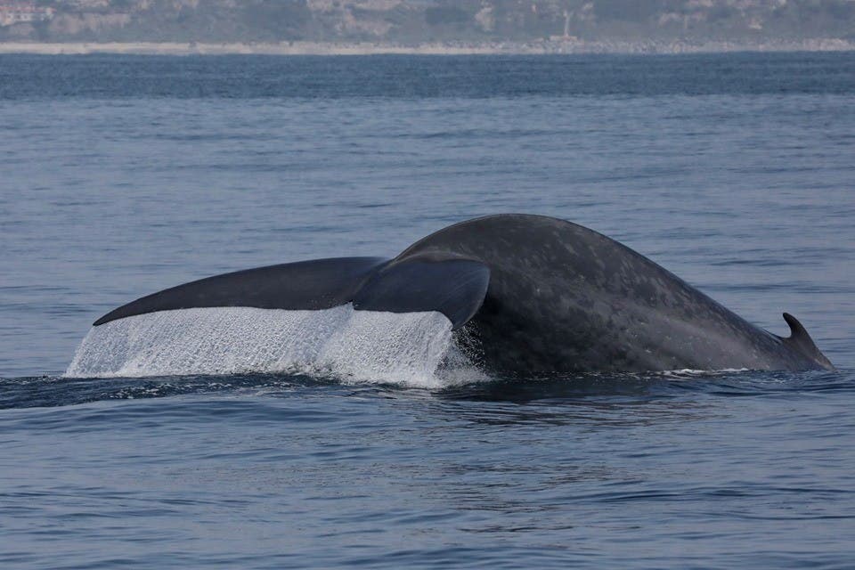 Blue Whale Flucking