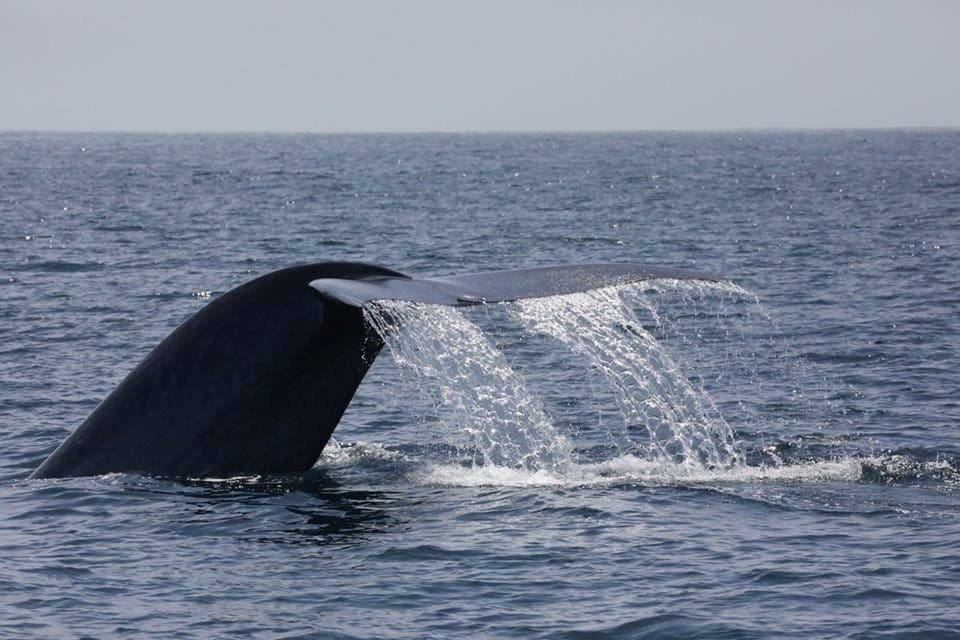 Another capture of Blue Whale