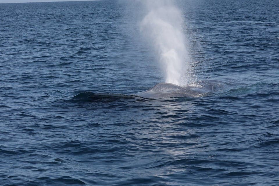 blue whale approached the boat swimming down