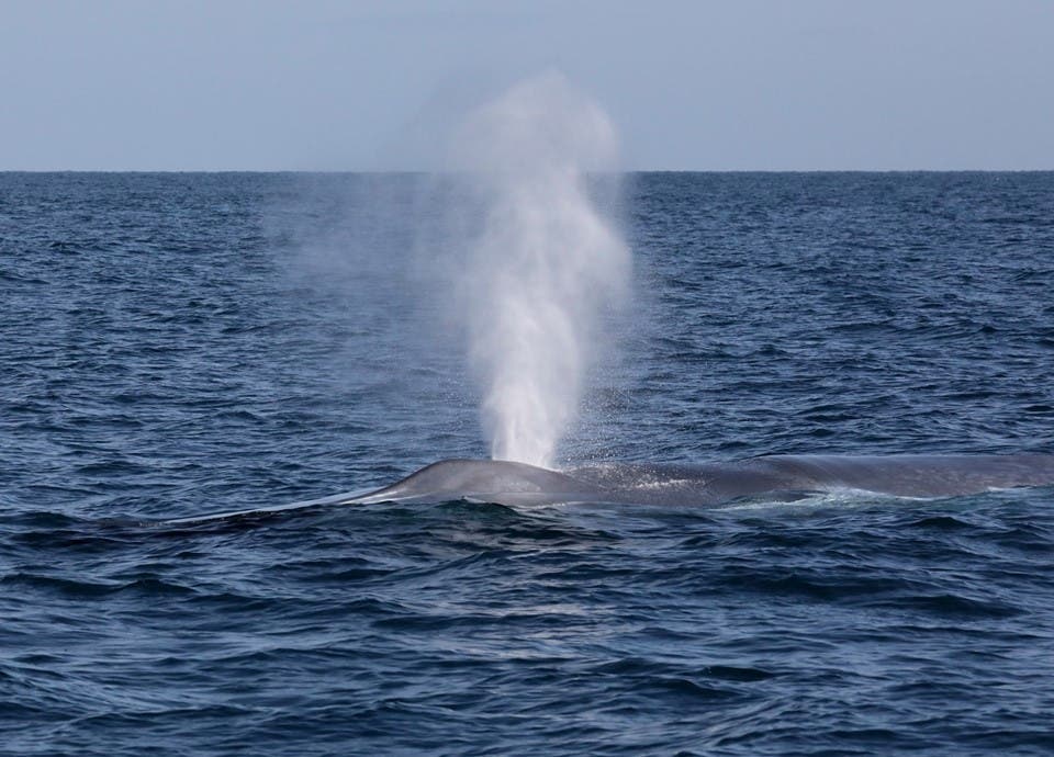 Whale close to the boat