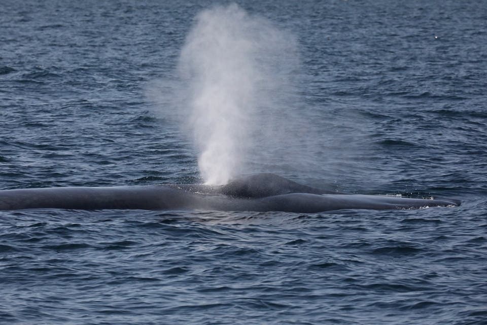 Whale awe with its illustrious blows