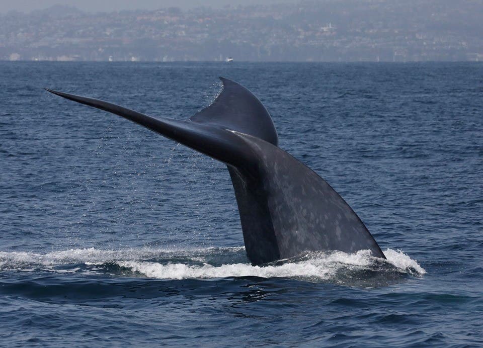 Whale diving beneath the water