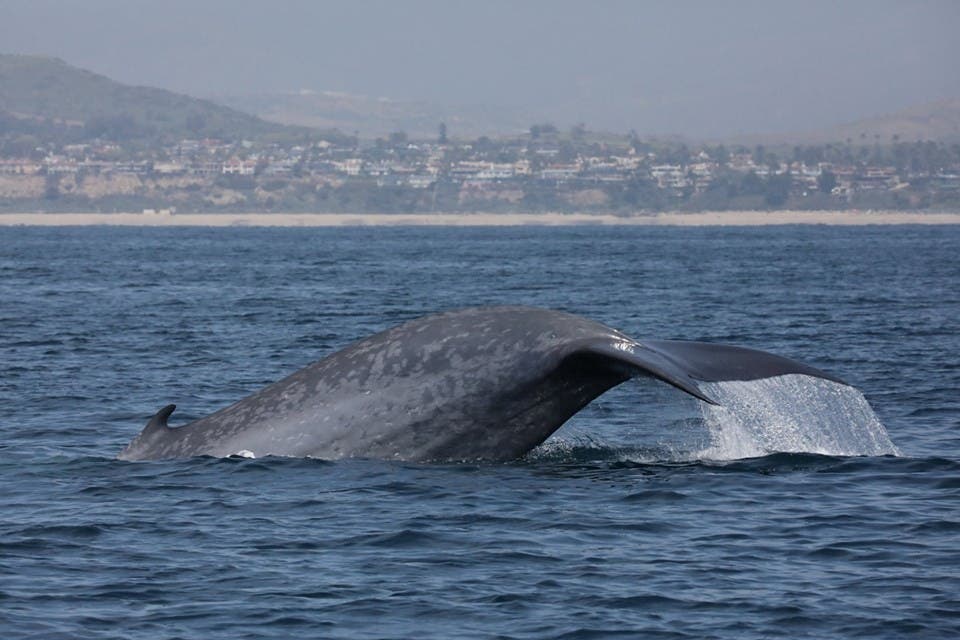 Whale with San Clemente in the background