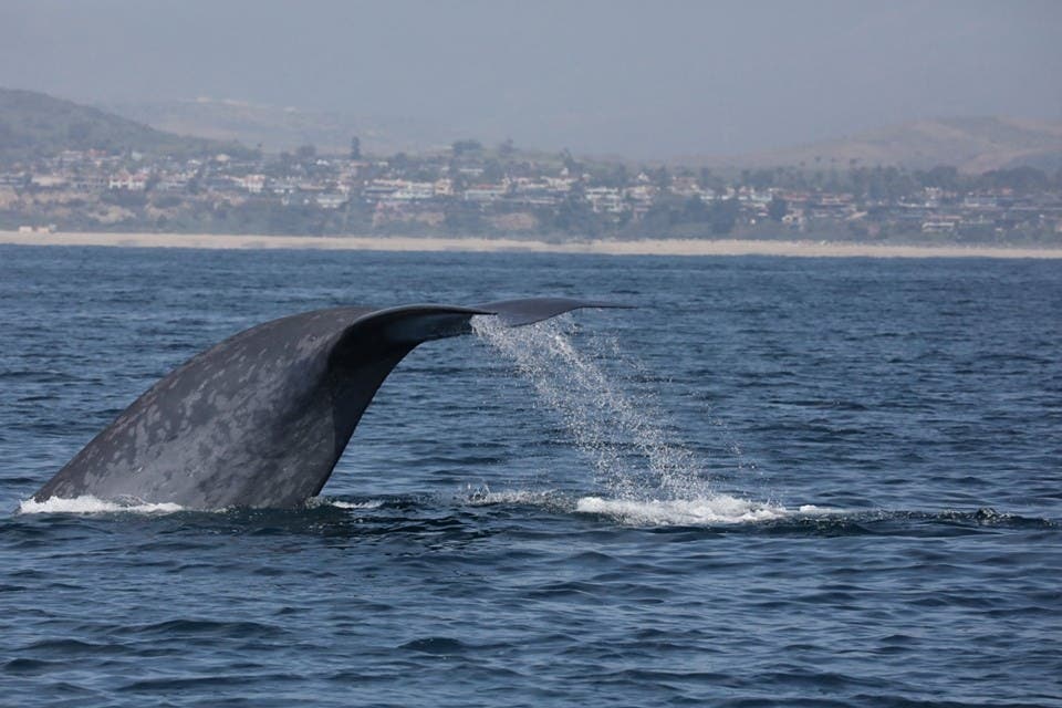 Whale near to our boat