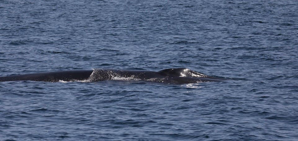 Whale stayed beneath waters for a long period of time