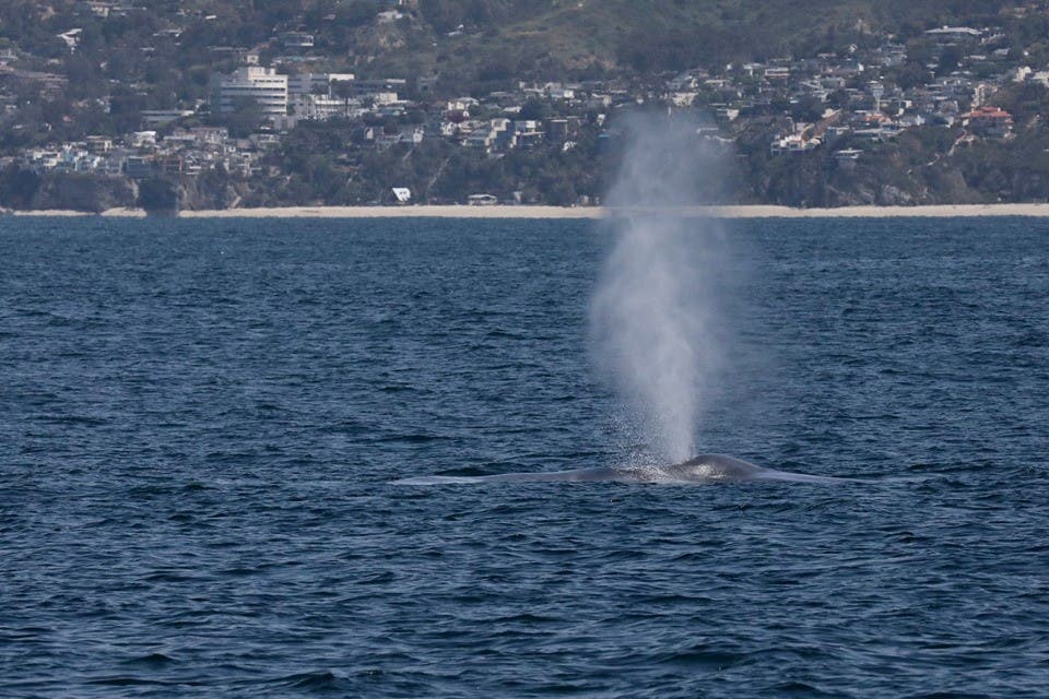 Blue whale blows in front of Mission Hopital of South Laguna