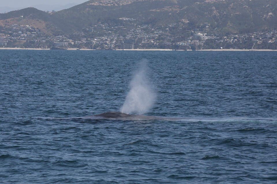 Returning of the blue whale