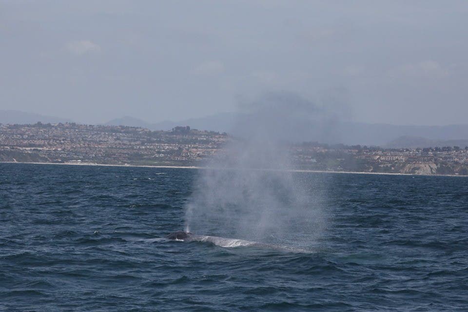 Started blowing the blow back over the whale