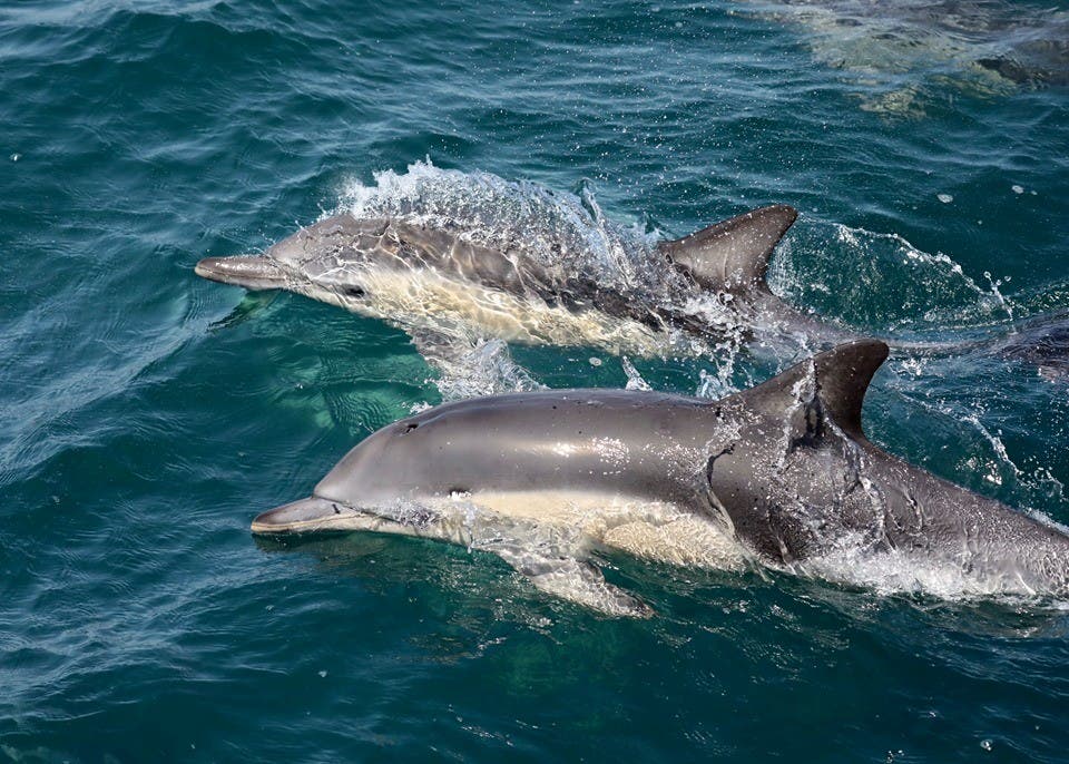 Dolphins swam around the South Laguna area