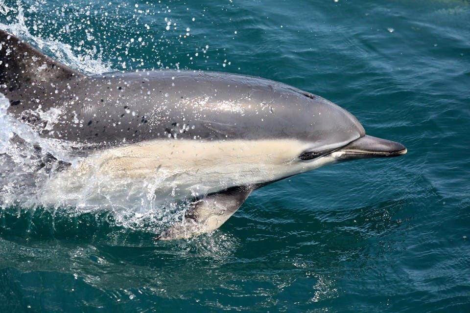 Dolphin eye capturing feature