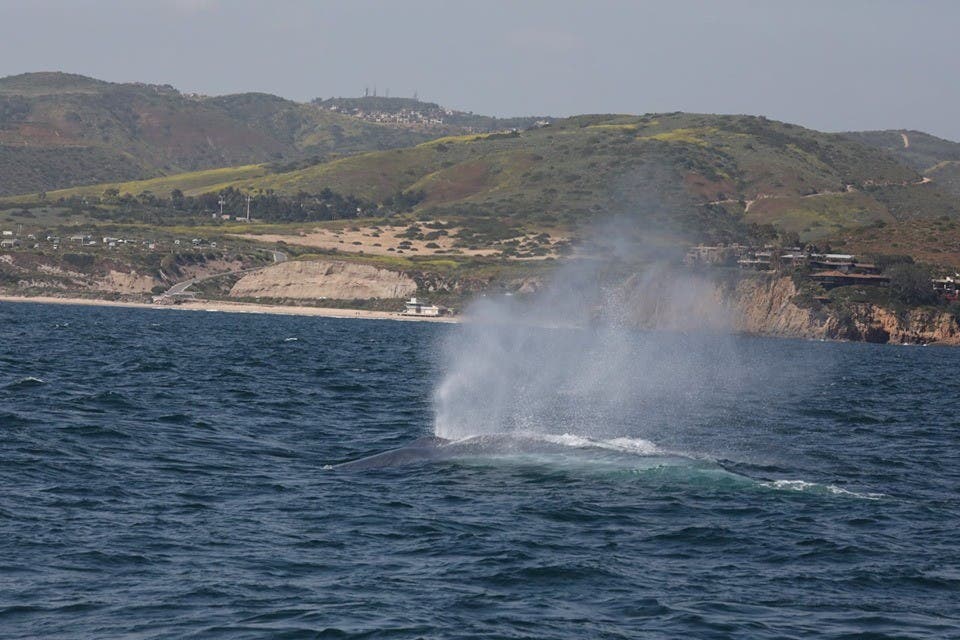  Blue whale around the Abalone Point
