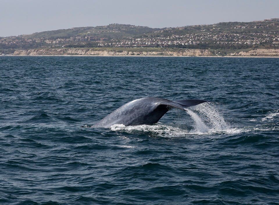 Whale took a dive to go beneath the waters