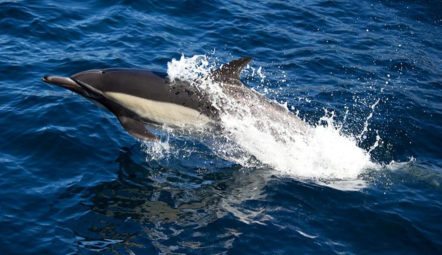 Dolphin indeginous to Dana Point breathes through blowhole
