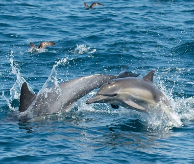 A pod jumping and diving into the ocean
