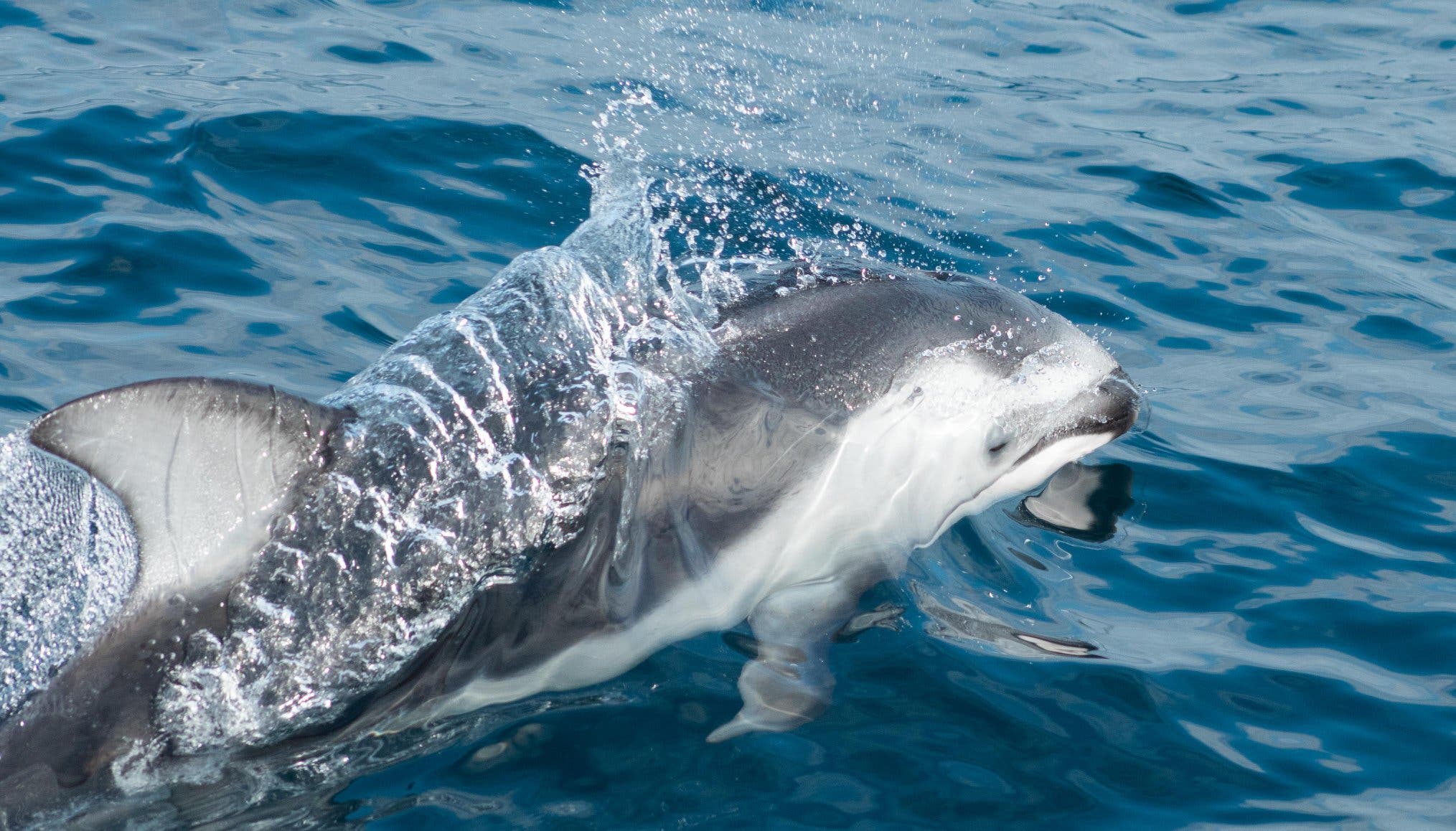 Local Dolphin enjoying a little swim