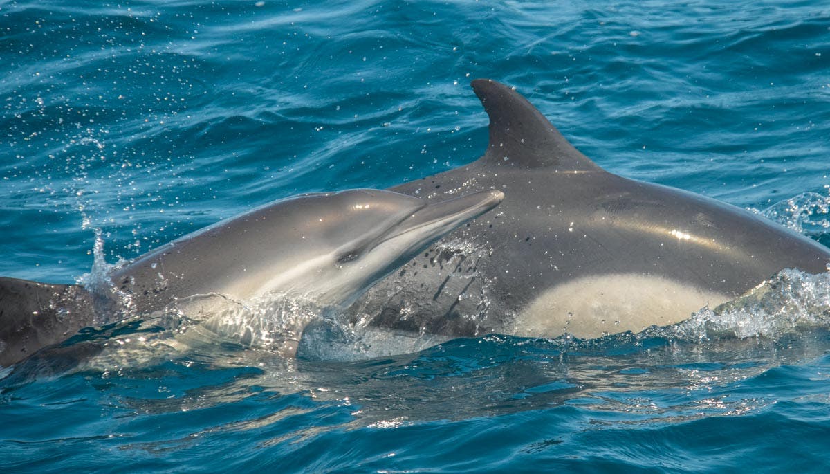 Dolphins displaying their captivating features