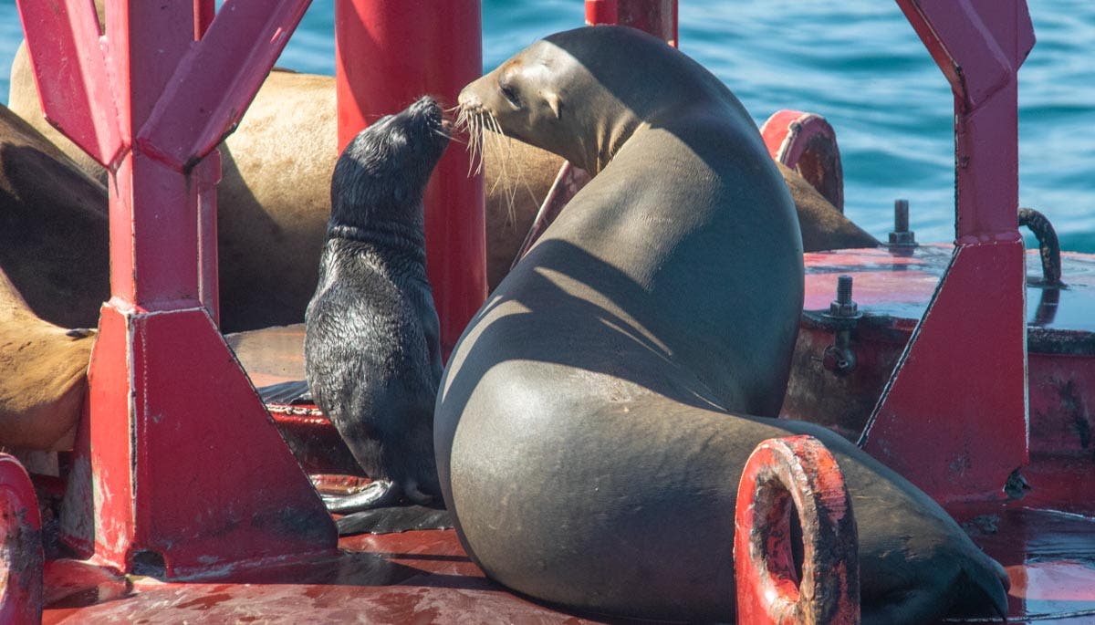 A pup sharing a moment with an older sea lion