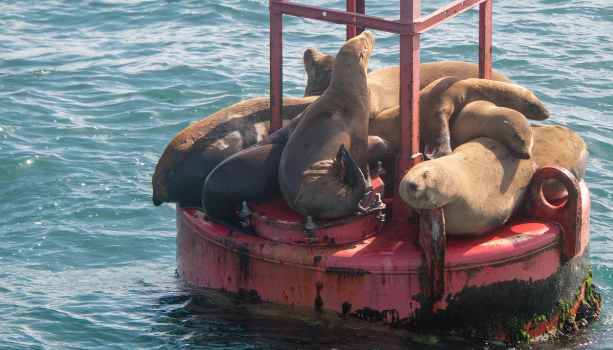 A group of sea lions getting cozy on a buoy