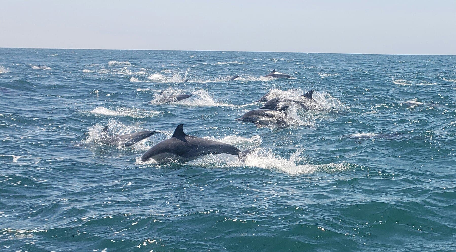 A pod swimming through the ocean