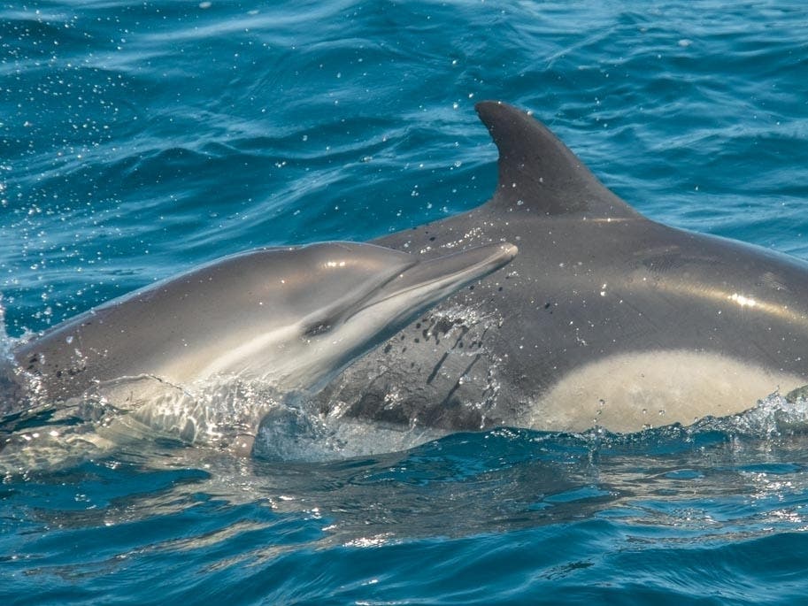A pod jumping and diving into the ocean