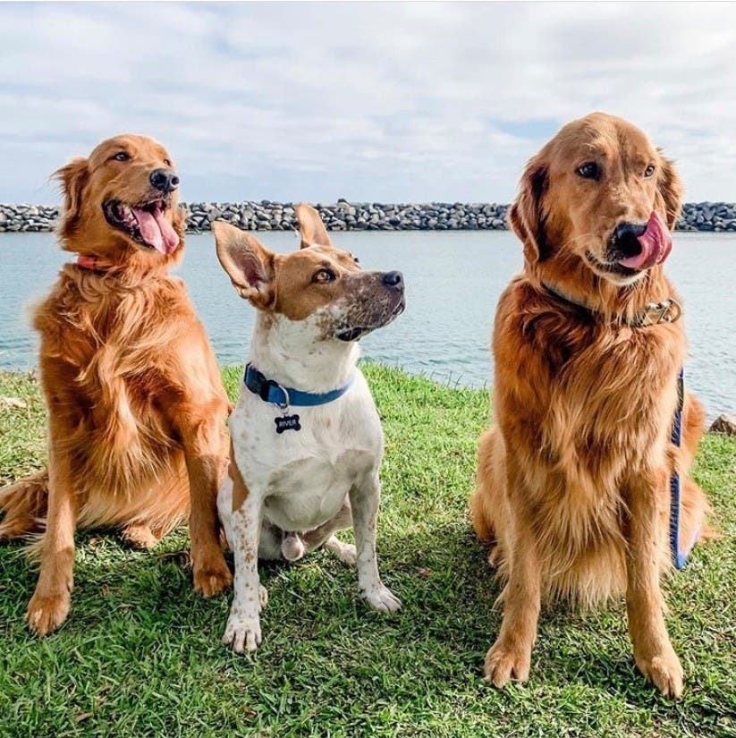 Dogs at Dana Point