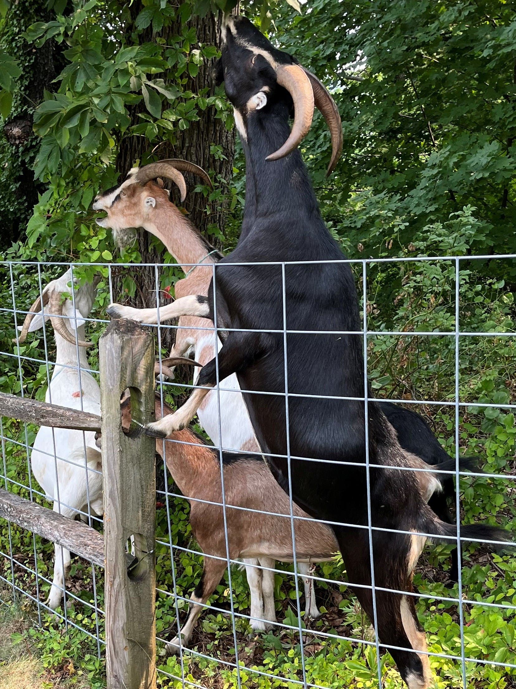 Welcome Back Goatbusters!