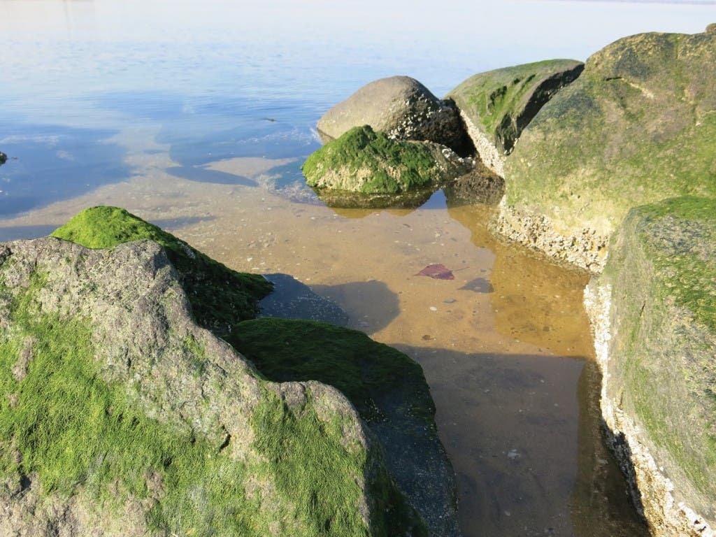 Ecotherapy at the Beach at Sands Point Preserve