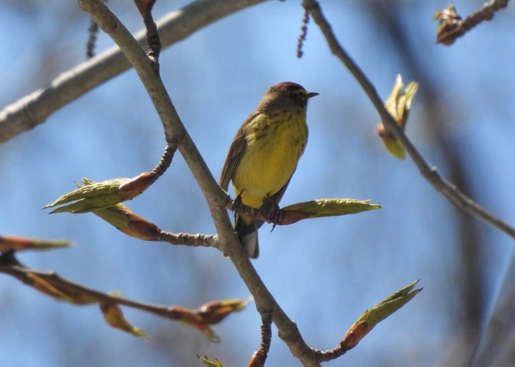 North Shore Audubon Bird Walk 