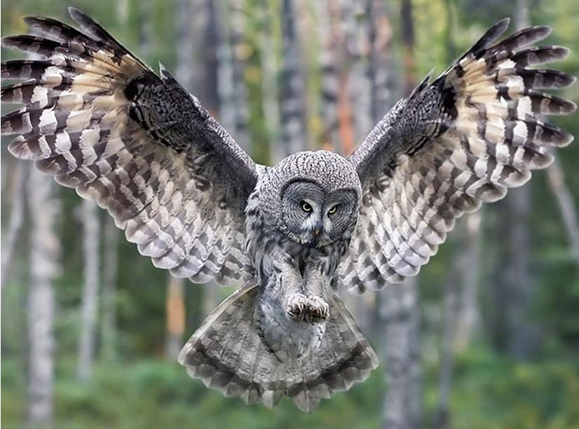 Owl Prowl for Adults