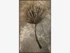 Fossil Palm Frond. “Sabalites Powelli.” Image courtesy of Wilensky Gallery and Green River Stone Company