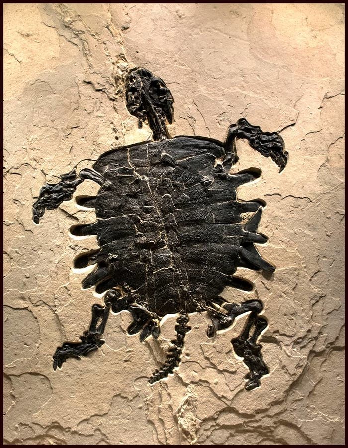 Eocene Turtle Shell Fossil Art from the Eocene Comes to New York City | New York City, NY Patch
