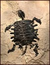 Fossil Soft-Shell Turtle. “Axestemys Byssinus.”Image courtesy of Wilensky Gallery and Green River Stone Company
