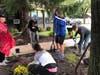 Volunteers put in plants