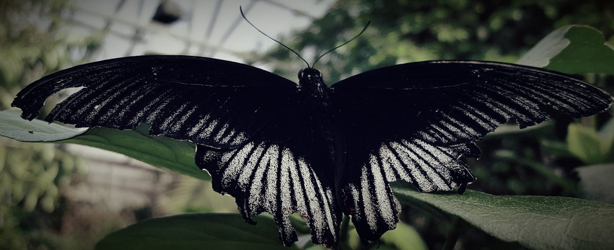 Pursuing Metamorphosis LLC
