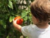 Young Highwood gardener, Lucca, inspecting his crop. 