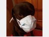 Bishopville, Maryland dog, Cartier is taking safety precautions by wearing a mask.