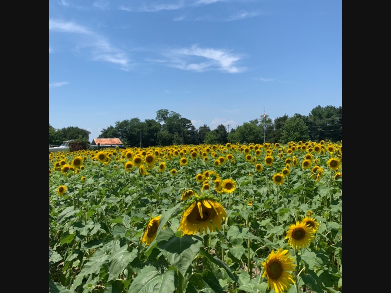 Sunflowers popping up over Maryland's Eastern Shore Across Maryland