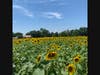 A field of sunflowers on Bill Eason’s farm and home.