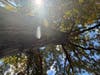 A 200 year old oak tree in Upstate NY is a perfect place to meditate during a forest bathing session. 