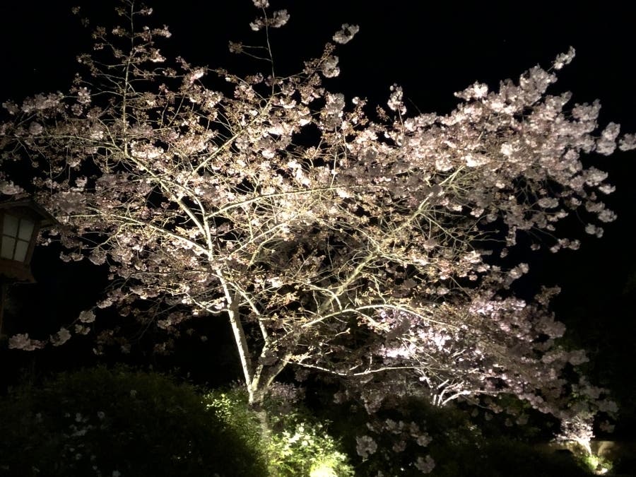See the cherry blossoms by day or night while they last - now through the end of March
