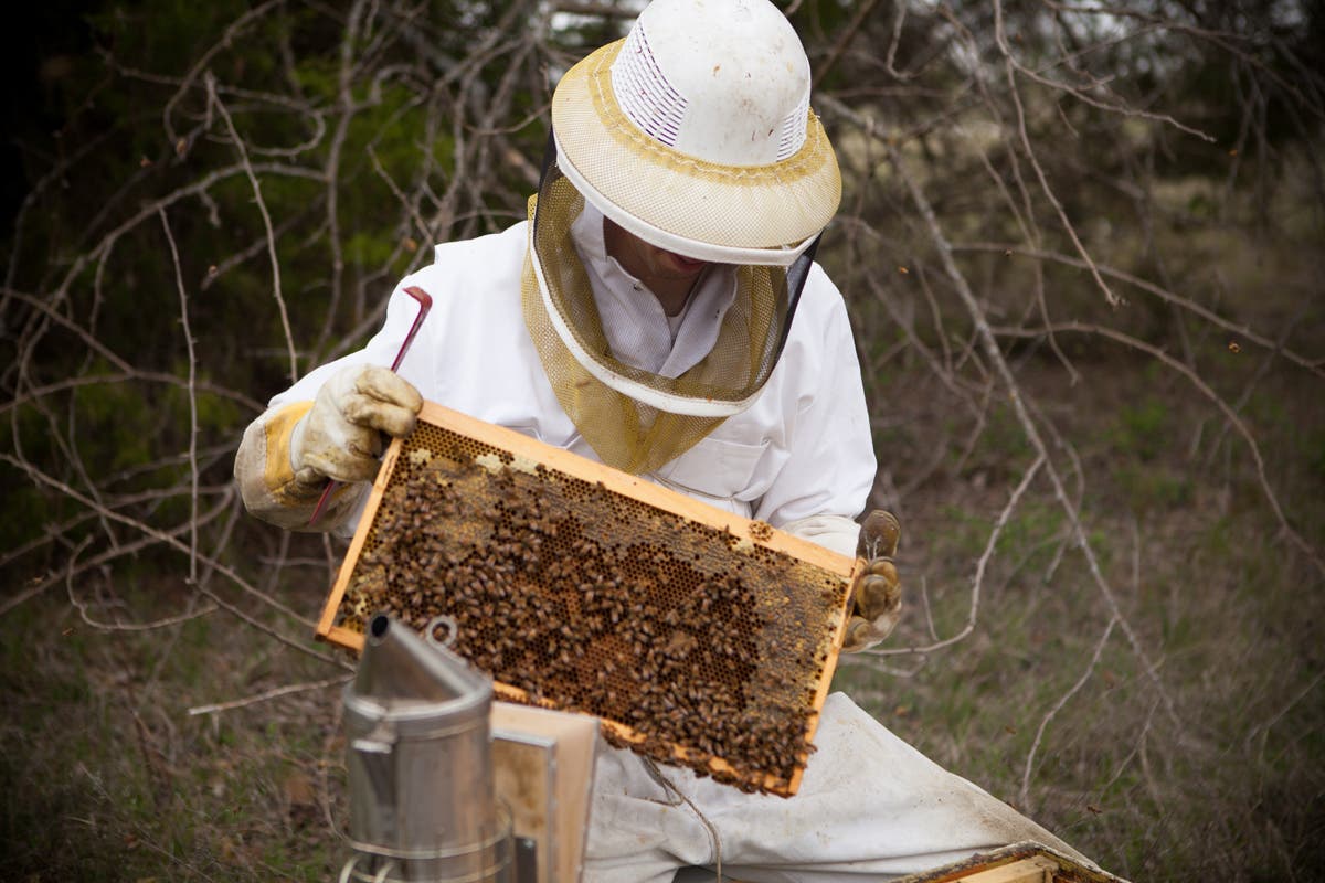 https://patch.com/img/cdn20/users/23099651/20181001/125537/styles/raw/public/processed_images/desert_creek_honey_beekeeper-1538412872-8002.jpg