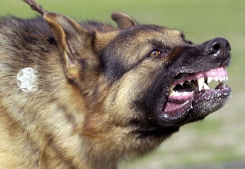 The U.S. Postal Service on Thursday ranked every city for dog attacks. 