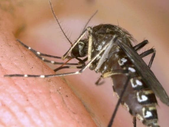 Orkin has released its annual rankings of worst cities for mosquitoes.