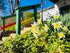 Geneva's daffodil beds delight all who see them. . . See you outside!