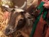 A goat watches as the children tell the Christmas story.