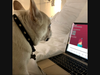Picture of Moose, from one of several digital content tutorials developed by library staff.