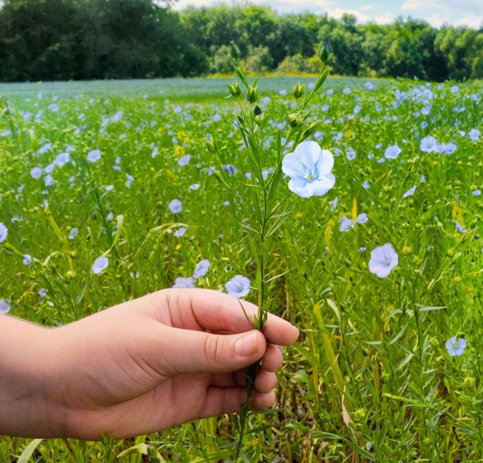 DEMONSTRATION:  Flax Growing & Processing